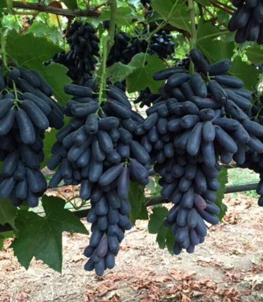 Vitis vinifera 'Avatar'